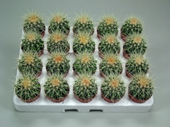 Echinocactus Grusoni 5Ø 5cm