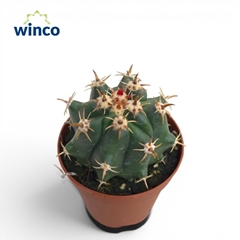 Ferocactus Townsendi 5Ø 8cm