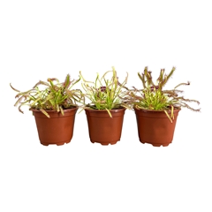 Drosera 8Ø 13cm