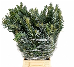 Acacia Baileyana Per Bunch 70cm 200gr.