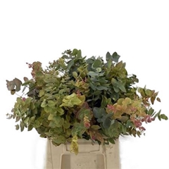 Eucalyptus Stuartiana Autunno Per Bunch 75cm 200gr.