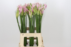 Nerine Berenice 70cm