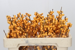 Ilex Verticillata Golden Verboom 50cm