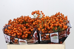 Rosa Hiphop Sunset 50cm