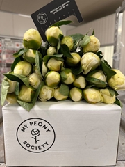 Paeonia Bridal Shower 55cm