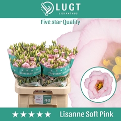 Eustoma Double Lisanne Soft Pink 70cm