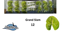 Anthurium Grand Slam 13cm Hd