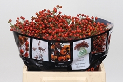 Rosa Autumn Rosefruits 35cm