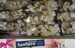 Cymbidium Antonella 60cm