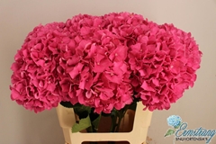 Hydrangea Glowing Alps 60cm 17-19cm Hd