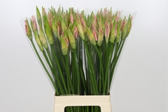 Nerine Vesta K 70cm
