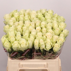 Rosa Athena 40cm