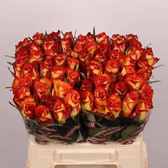 Rosa High & Magic 40cm