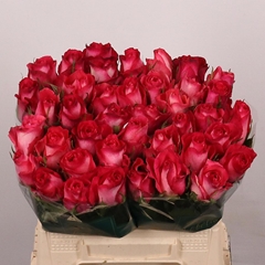 Rosa Nicoletta 40cm