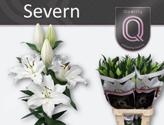 Lily Oriental Severn 95cm 5+