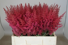 Astilbe Paul Gäarder 55cm