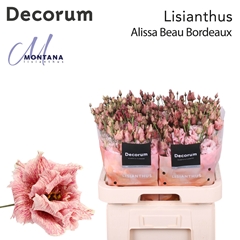 Eustoma Double Painted Alissa Beau Bordeaux 70cm