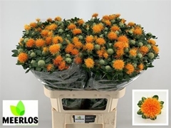Carthamus Zanzibar 80cm