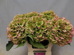 Hydrangea Verena Classic 60cm 21-23cm Hd