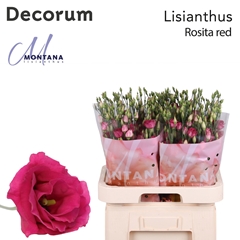 Eustoma Double Rosita Red 70cm