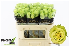 Rosa Green Generation 70cm