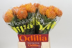 Leucospermum Ayoba Peach 50cm