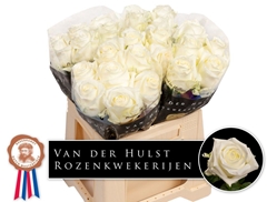 Rosa Noëlia 40cm
