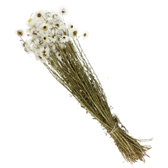 Dried Flowers Acroclinium 60cm