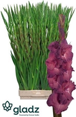 Gladiolus Indian Summer 110cm 190gr.