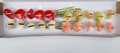 Anthurium Mix 9cm Hd