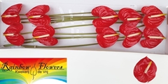 Anthurium Tropical 15cm Hd