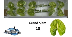 Anthurium Grand Slam 15cm Hd