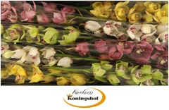Cymbidium Mix 80cm