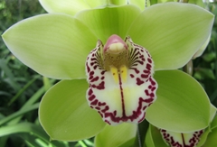 Cymbidium Mrs. Robin Hood 80cm