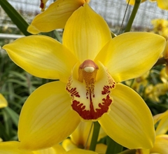 Cymbidium Yellow Cab 80cm