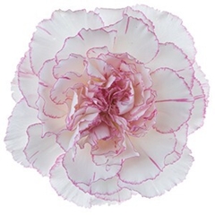 Dianthus Single Pastel Damascus 70cm