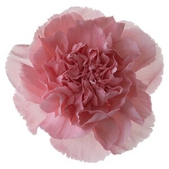 Dianthus Single Verona 70cm