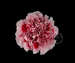 Dianthus Single Safari 65cm