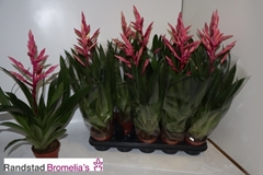 Guzmania Claire 12Ø 60cm
