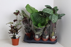 Calathea Mixed 3 Varietys 14Ø 60cm