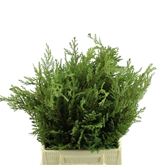 Chamaecyparis Lawsoniana Ellwoodii Per Bunch 40cm
