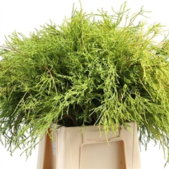 Chamaecyparis Pisifera Filifera Per Bunch 40cm