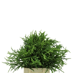 Cryptomeria Japonica Rasen Per Bunch 40cm
