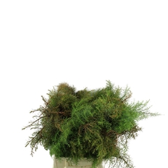 Cryptomeria Japonica Elegans Per Bunch 40cm