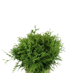 Thujopsis Dolabrata Per Bunch 40cm
