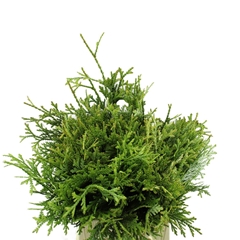 Thujopsis Dolabrata Per Bunch 40cm