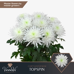 Chrysanth Single Topspin 70cm 90gr.