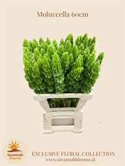 Moluccella 60cm