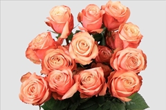 Rosa Kahala Bb 70cm