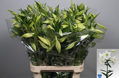 Lily Lf White Heaven 90cm 2+